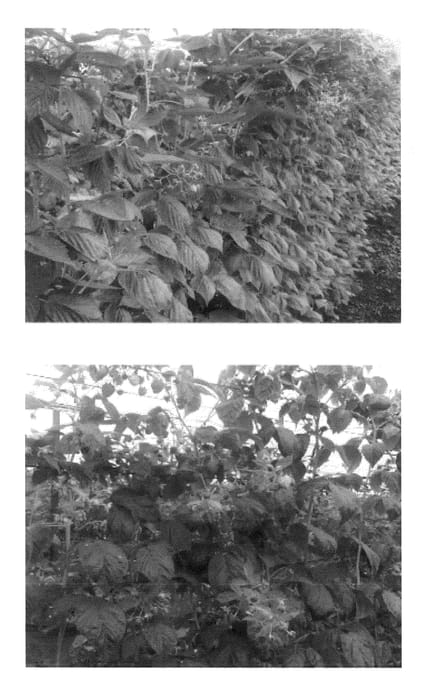 Figure 1 of US plant patent PP23915, the photograph of Advabereen printed in the patent.