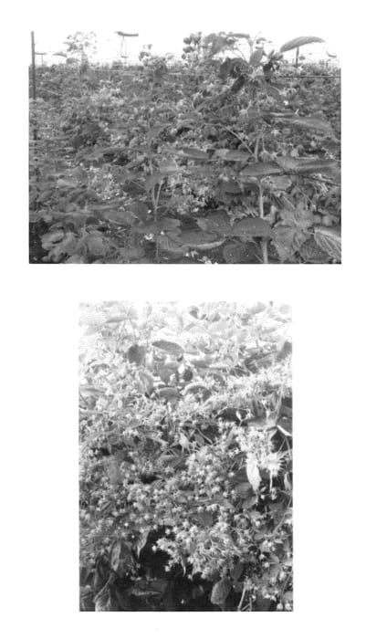 Figure 1 of US plant patent PP23916, the photograph of Advaberimar printed in the patent.