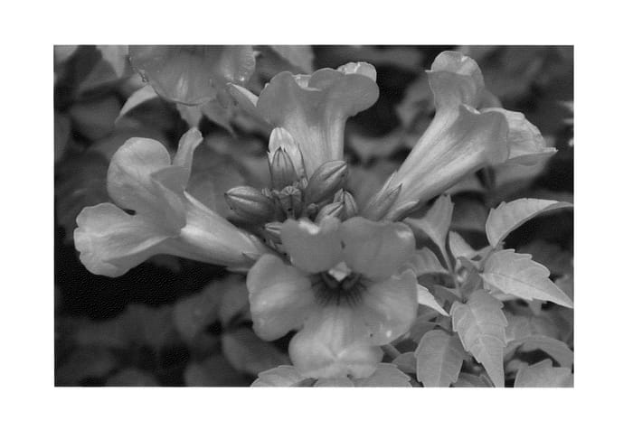 Figure 1 of US plant patent PP23917, the photograph of Takarazuka Fresa printed in the patent.