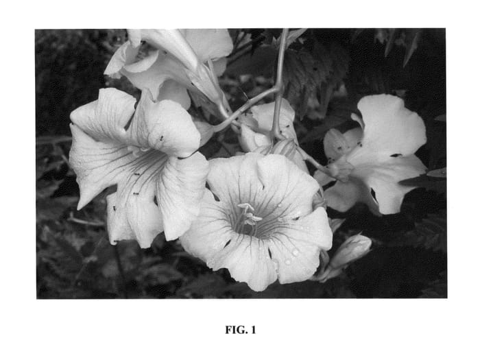 Figure 1 of US plant patent PP23918, the photograph of Takarazuka Yellow printed in the patent.