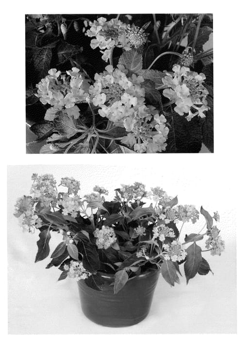 Figure 1 of US plant patent PP23919, the photograph of LAN 876 printed in the patent.