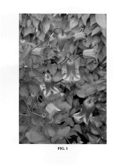 Figure 1 of US plant patent PP23920, the photograph of Zoqum printed in the patent.