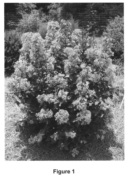 Figure 1 of US plant patent PP23922, the photograph of Coral Magic printed in the patent.