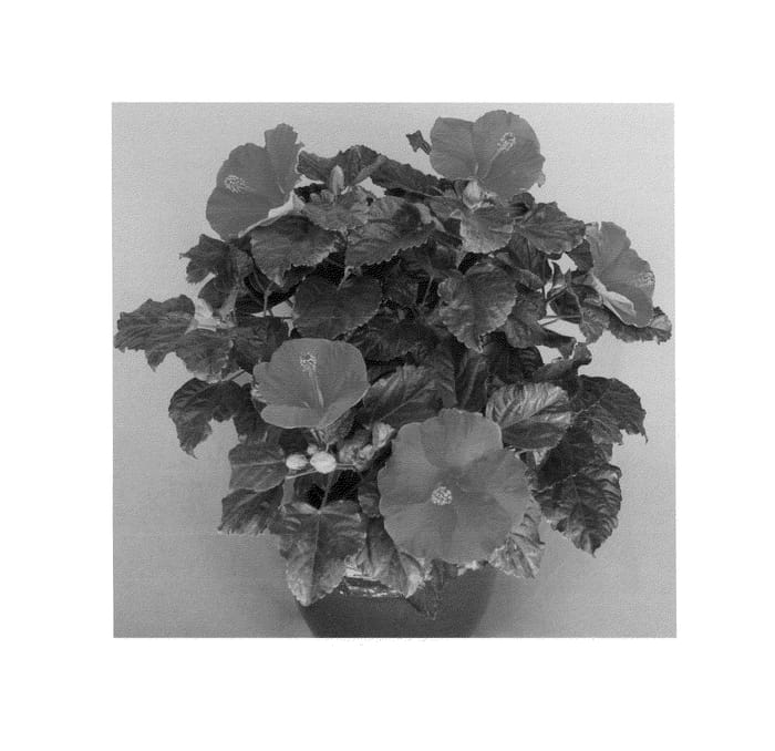 Figure 1 of US plant patent PP23923, the photograph of Tonga Wind printed in the patent.