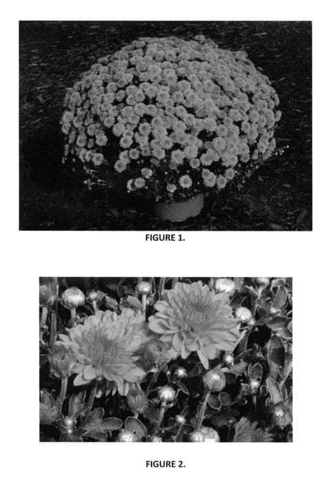 Figure 1 of US plant patent PP23924, the photograph of CIFZ0031 printed in the patent.