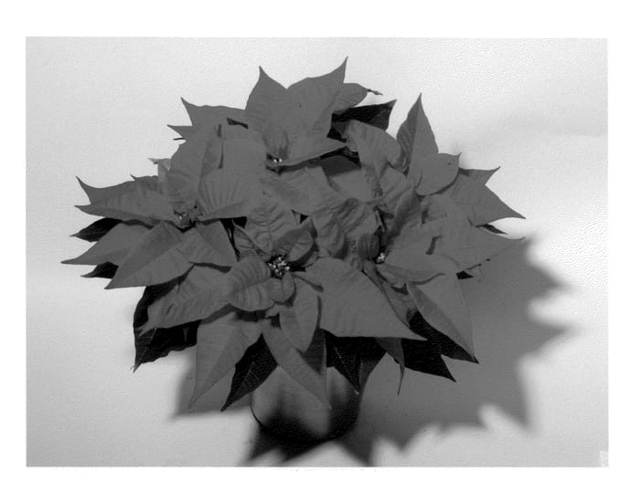 Figure 1 of US plant patent PP23925, the photograph of NPCW12198 printed in the patent.
