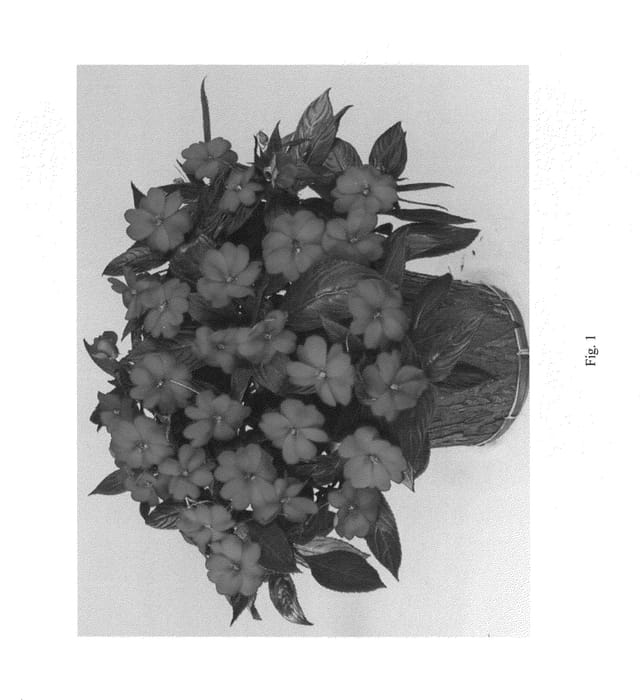 Figure 1 of US plant patent PP23926, the photograph of DHAR320 printed in the patent.