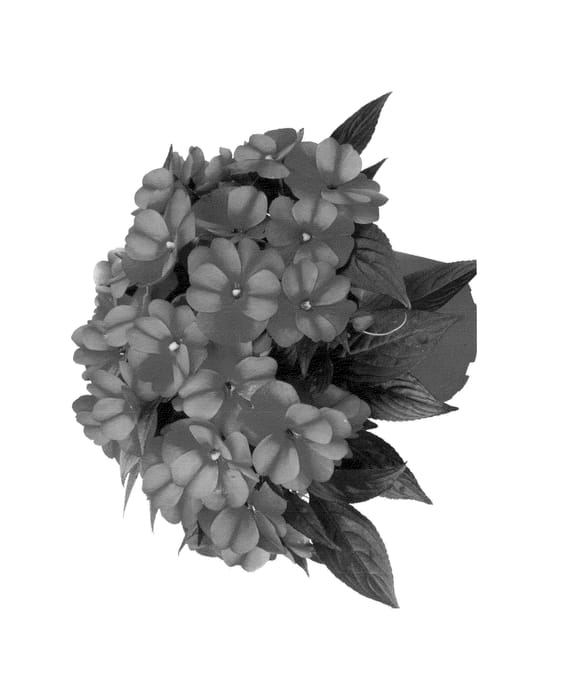 Figure 1 of US plant patent PP23927, the photograph of Duepetbs11 printed in the patent.