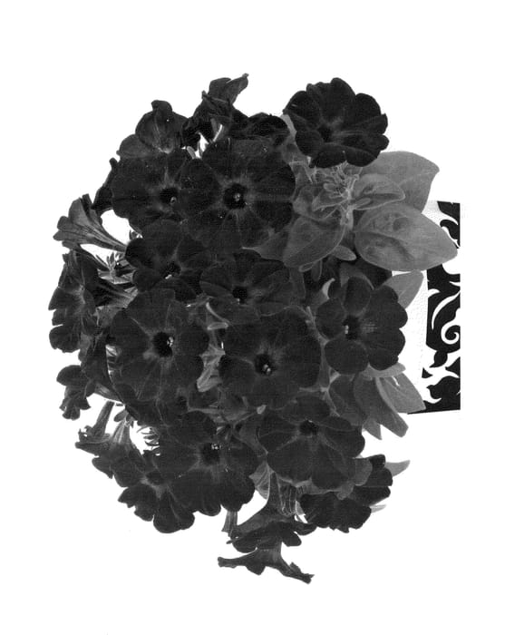 Figure 1 of US plant patent PP23928, the photograph of Duesweblasat printed in the patent.