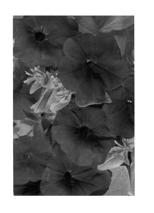 Figure 1 of US plant patent PP23929, the photograph of Duegpbu printed in the patent.