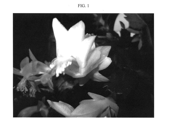Figure 1 of US plant patent PP23930, the photograph of Sao Paulo Brazil printed in the patent.