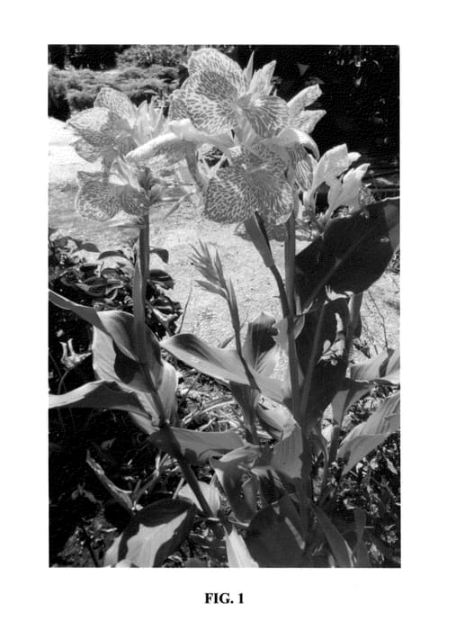 Figure 1 of US plant patent PP23931, the photograph of Maui Punch printed in the patent.