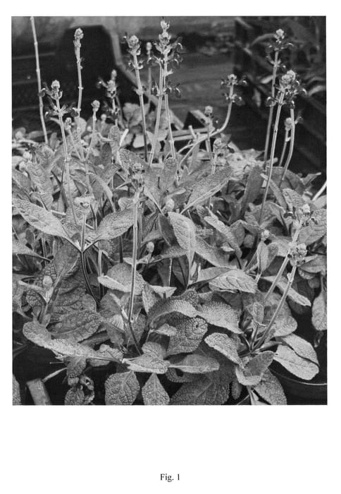 Figure 1 of US plant patent PP23932, the photograph of Curling Waves printed in the patent.