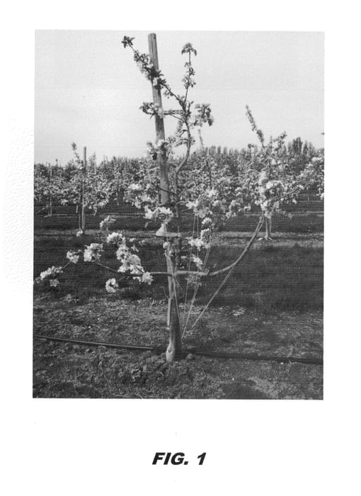 Figure 1 of US plant patent PP23933, the photograph of DS 22 printed in the patent.