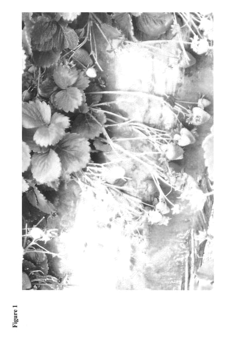 Figure 1 of US plant patent PP23934, the photograph of GINZA printed in the patent.