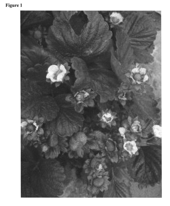Figure 1 of US plant patent PP23935, the photograph of BOB printed in the patent.