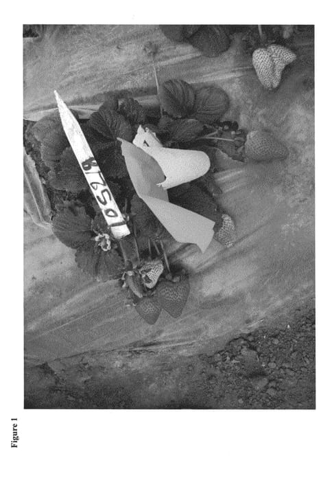 Figure 1 of US plant patent PP23936, the photograph of ZARINA printed in the patent.
