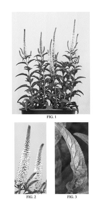 Figure 1 of US plant patent PP23937, the photograph of Atomic White printed in the patent.