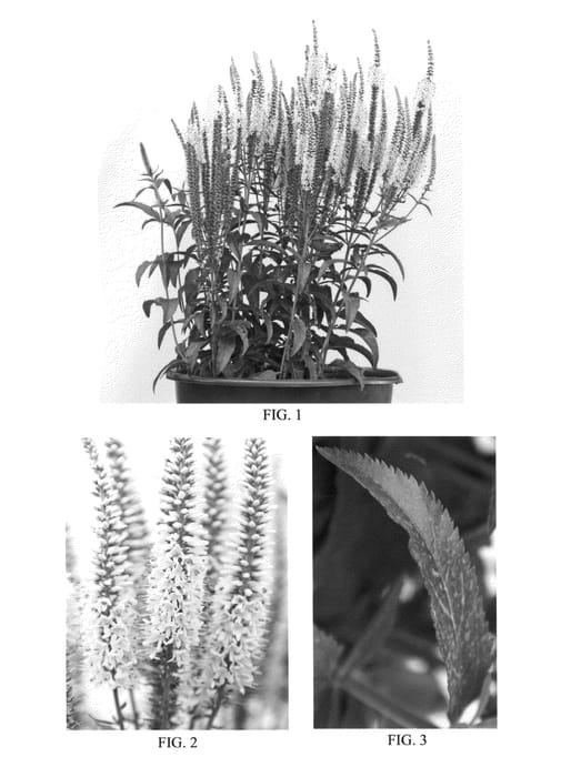 Figure 1 of US plant patent PP23938, the photograph of Atomic Silvery Pink Ray printed in the patent.