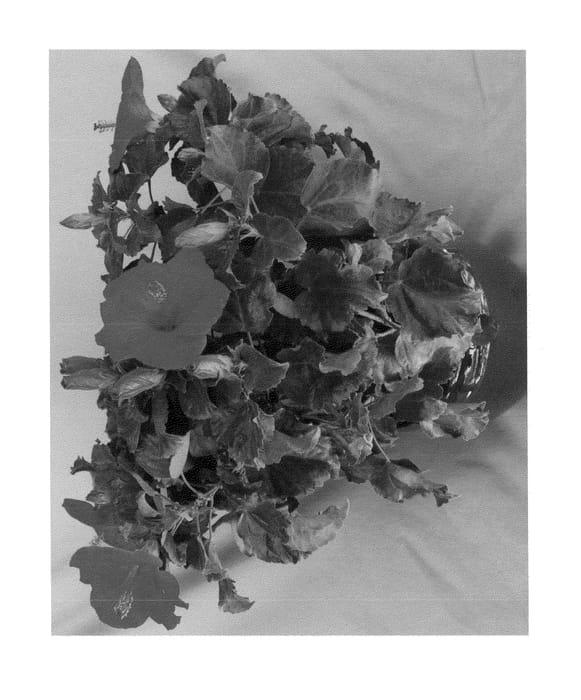 Figure 1 of US plant patent PP23939, the photograph of Tortuga Wind printed in the patent.