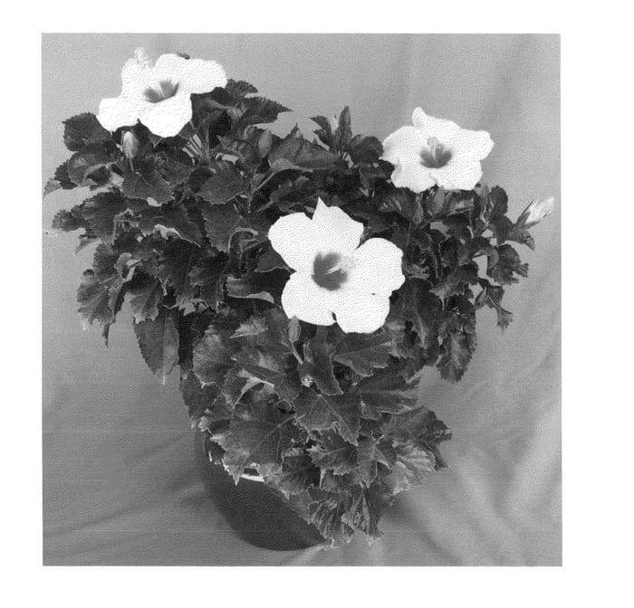 Figure 1 of US plant patent PP23940, the photograph of Tobago Wind printed in the patent.