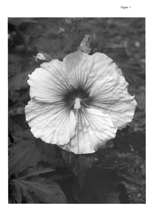 Figure 1 of US plant patent PP23941, the photograph of Copper Queen printed in the patent.
