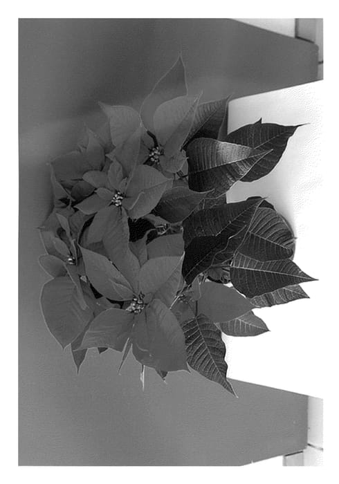 Figure 1 of US plant patent PP23942, the photograph of BKPONCH printed in the patent.