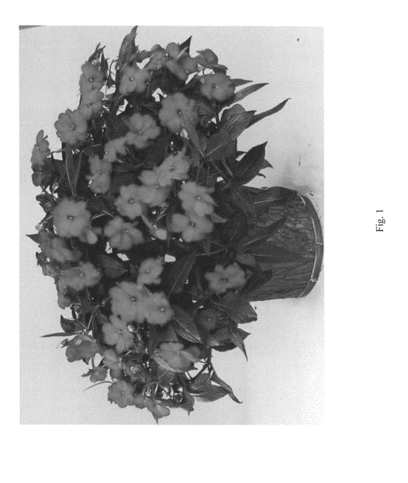 Figure 1 of US plant patent PP23943, the photograph of DHAR319 printed in the patent.