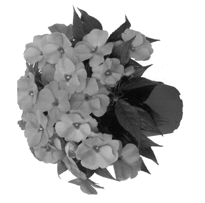 Figure 1 of US plant patent PP23944, the photograph of Duemagsal printed in the patent.
