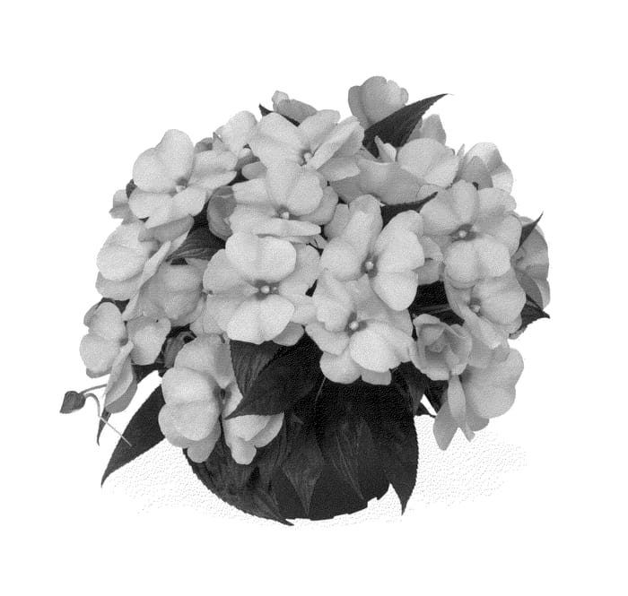 Figure 1 of US plant patent PP23945, the photograph of Duemagpea printed in the patent.