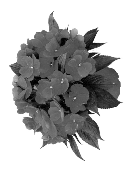 Figure 1 of US plant patent PP23946, the photograph of Duepetnn11 printed in the patent.