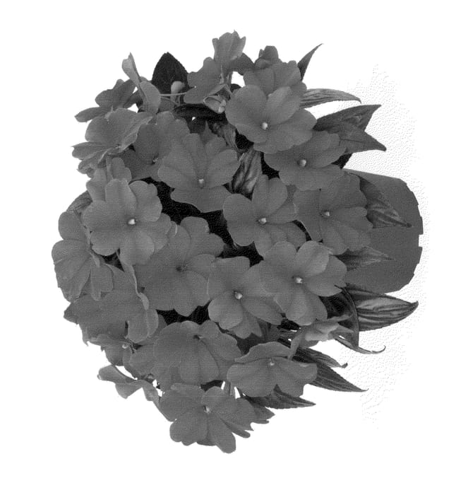 Figure 1 of US plant patent PP23947, the photograph of Duemagbu printed in the patent.