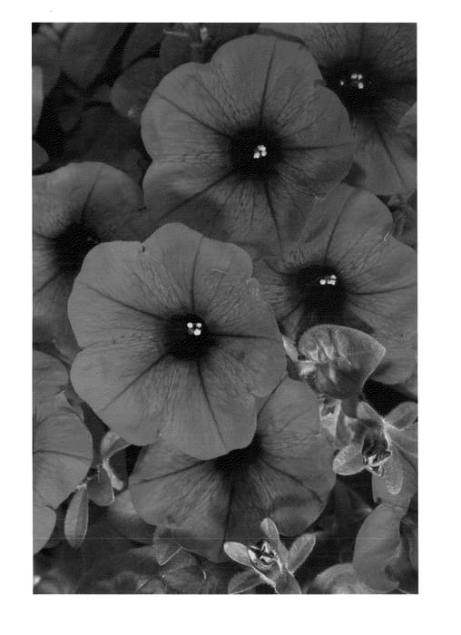 Figure 1 of US plant patent PP23948, the photograph of Duegppur printed in the patent.