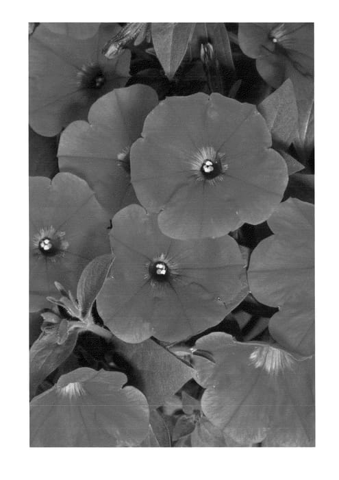 Figure 1 of US plant patent PP23949, the photograph of Duegpros printed in the patent.