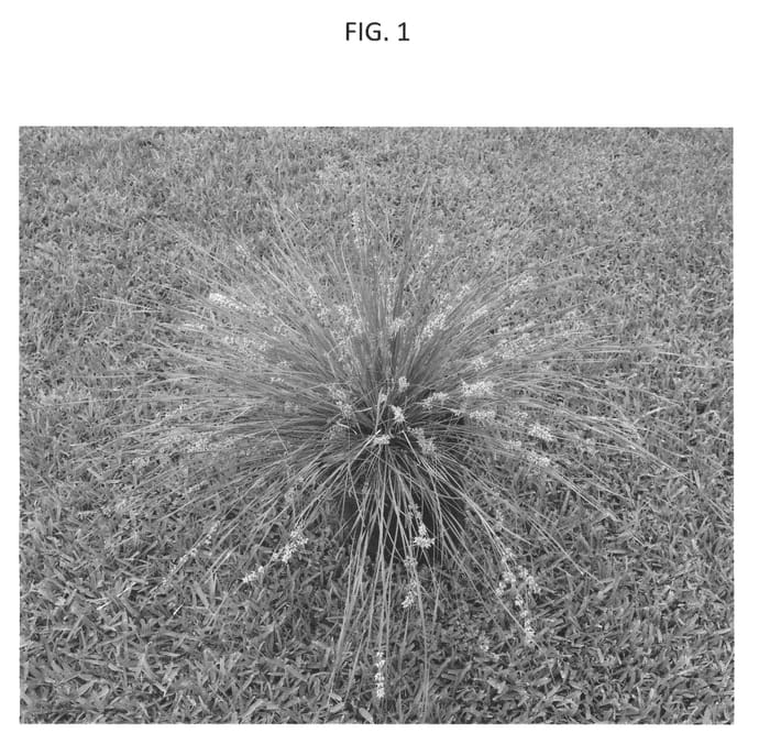 Figure 1 of US plant patent PP23950, the photograph of AU807 printed in the patent.