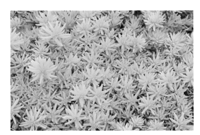 Figure 1 of US plant patent PP23951, the photograph of Noniw printed in the patent.