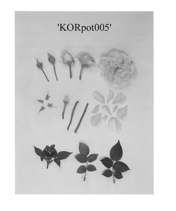 Figure 1 of US plant patent PP23952, the photograph of Minature rose plant named 'KORpot005 printed in the patent.