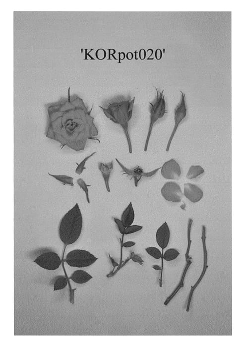 Figure 1 of US plant patent PP23953, the photograph of KORpot020 printed in the patent.