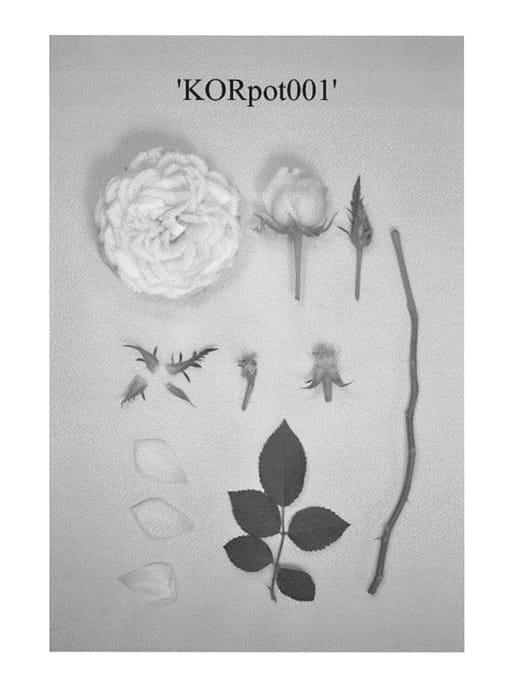 Figure 1 of US plant patent PP23954, the photograph of KORpot001 printed in the patent.