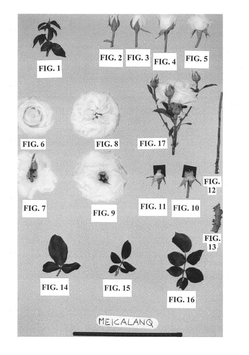 Figure 1 of US plant patent PP23955, the photograph of Meicalanq printed in the patent.