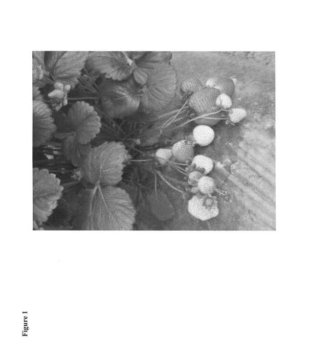 Figure 1 of US plant patent PP23956, the photograph of CUPCAKE printed in the patent.