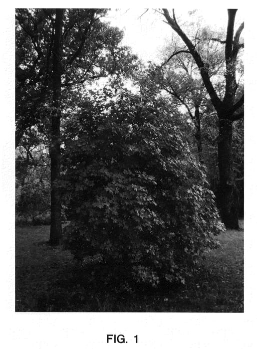 Figure 1 of US plant patent PP23957, the photograph of WHIT XLV printed in the patent.