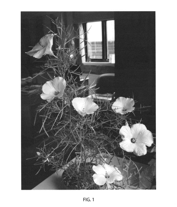 Figure 1 of US plant patent PP23958, the photograph of HUTWOW printed in the patent.