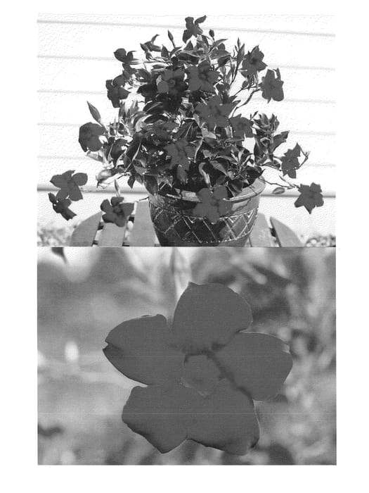 Figure 1 of US plant patent PP23959, the photograph of Sunparacore printed in the patent.