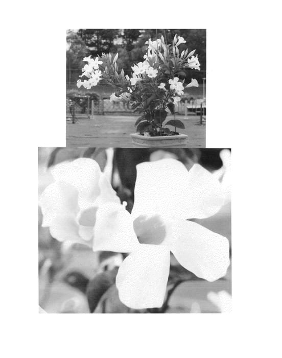 Figure 1 of US plant patent PP23960, the photograph of Sunparaswepi printed in the patent.