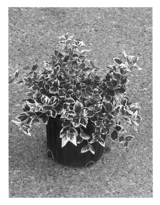 Figure 1 of US plant patent PP23961, the photograph of Alban printed in the patent.