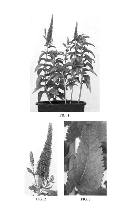 Figure 1 of US plant patent PP23962, the photograph of Atomic Red Ray printed in the patent.