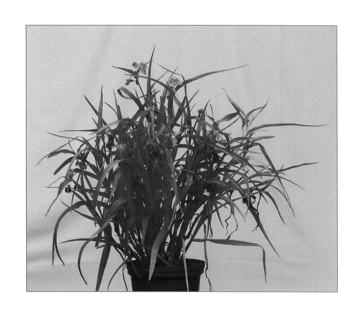 Figure 1 of US plant patent PP23963, the photograph of Good Luck printed in the patent.