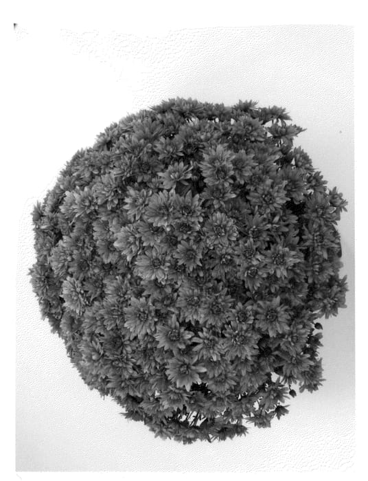 Figure 1 of US plant patent PP23964, the photograph of Magnus Violet printed in the patent.