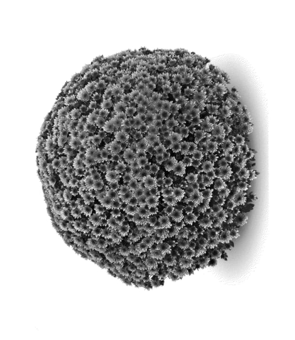 Figure 1 of US plant patent PP23965, the photograph of Vigorelli Violet printed in the patent.